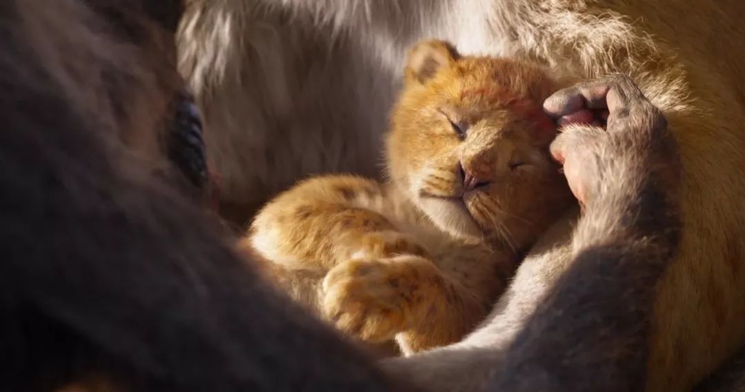 狮子王真兽版,狮子王真实版合集