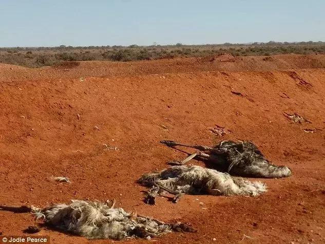 2022年澳洲的奶制品是否涨价,澳洲奶粉近期涨价了吗