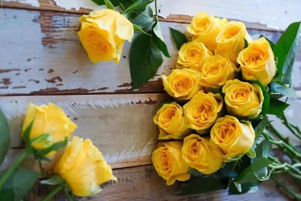 花店常用玫瑰花品种大全,一篇文章带你认识三亚40种花