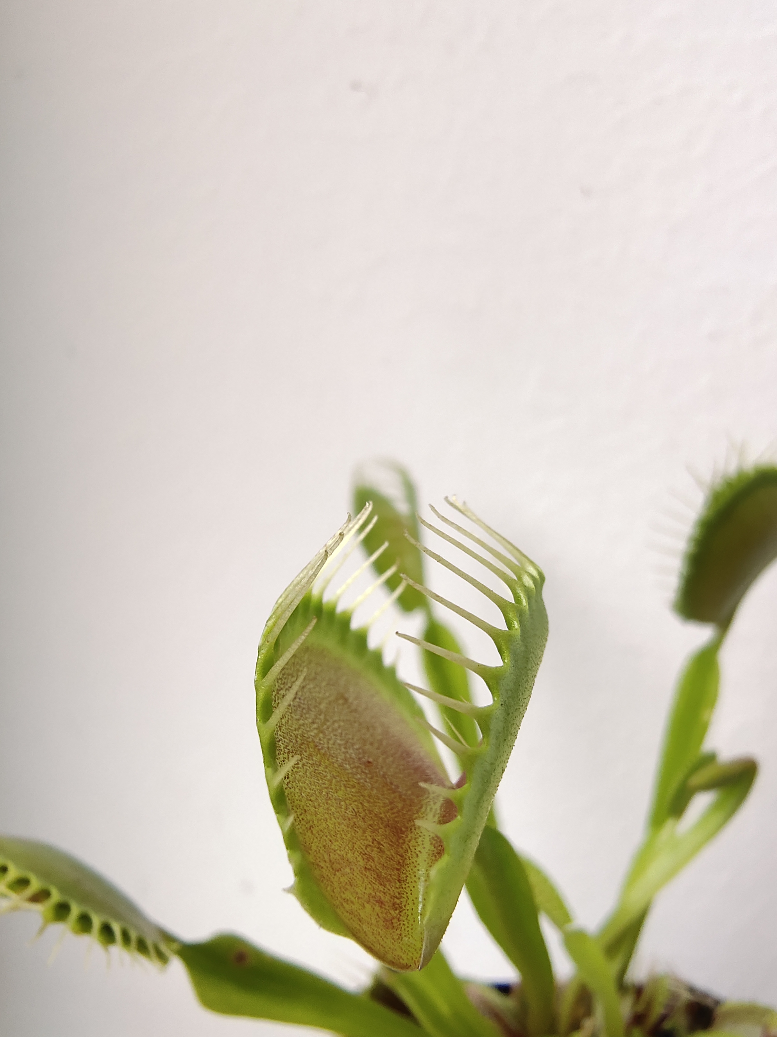 捕蝇草不健康怎么办,捕蝇草5大禁忌