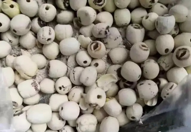 小朋友吃了长胡子的食物,什么样的食物小孩吃了容易长虫