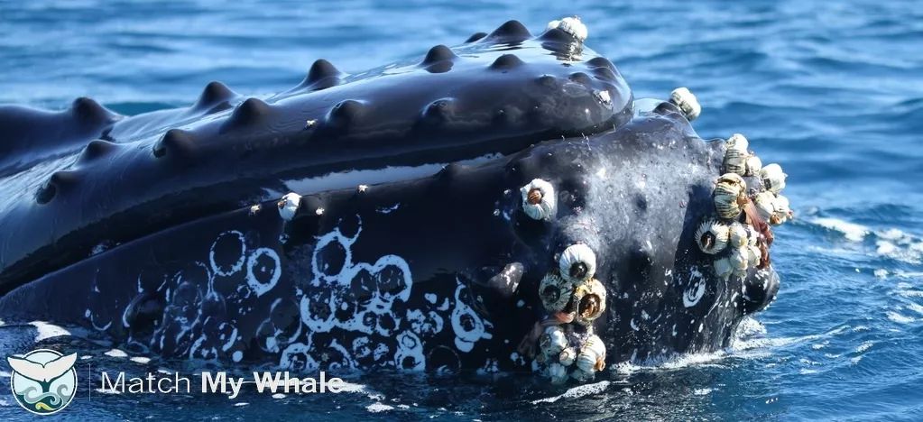 被蓝鲸吞进肚子里会发生什么,座头鲸误吞潜水员