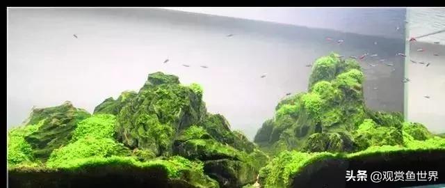 草缸爆藻后怎么清理,草缸日常维护可以放除藻剂吗
