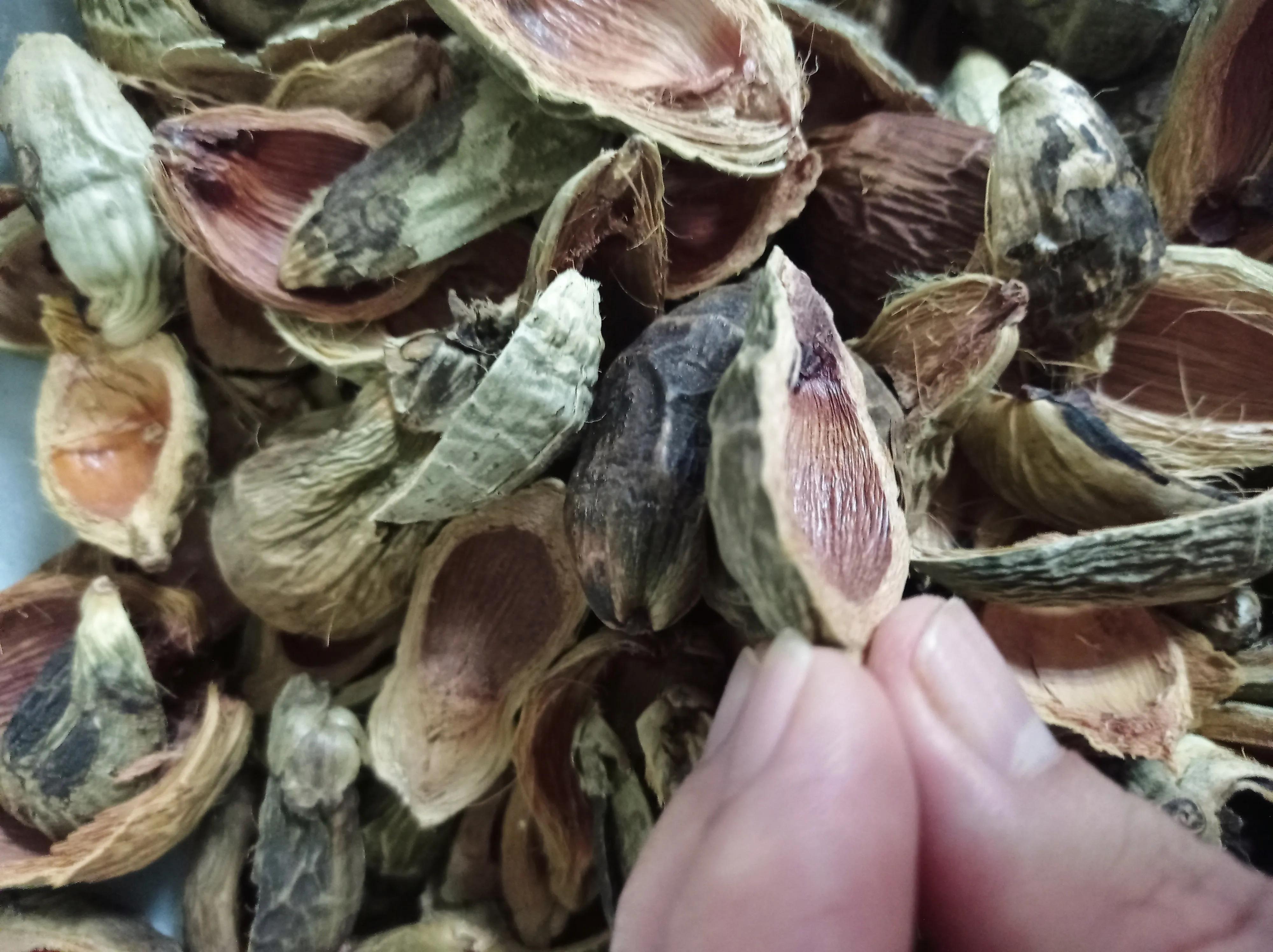 嚼槟榔致癌为什么还有人嚼槟榔,嚼槟榔致癌还是槟榔致癌