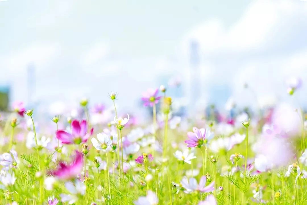 坐11号线去深圳看海,11号线碧海湾看海