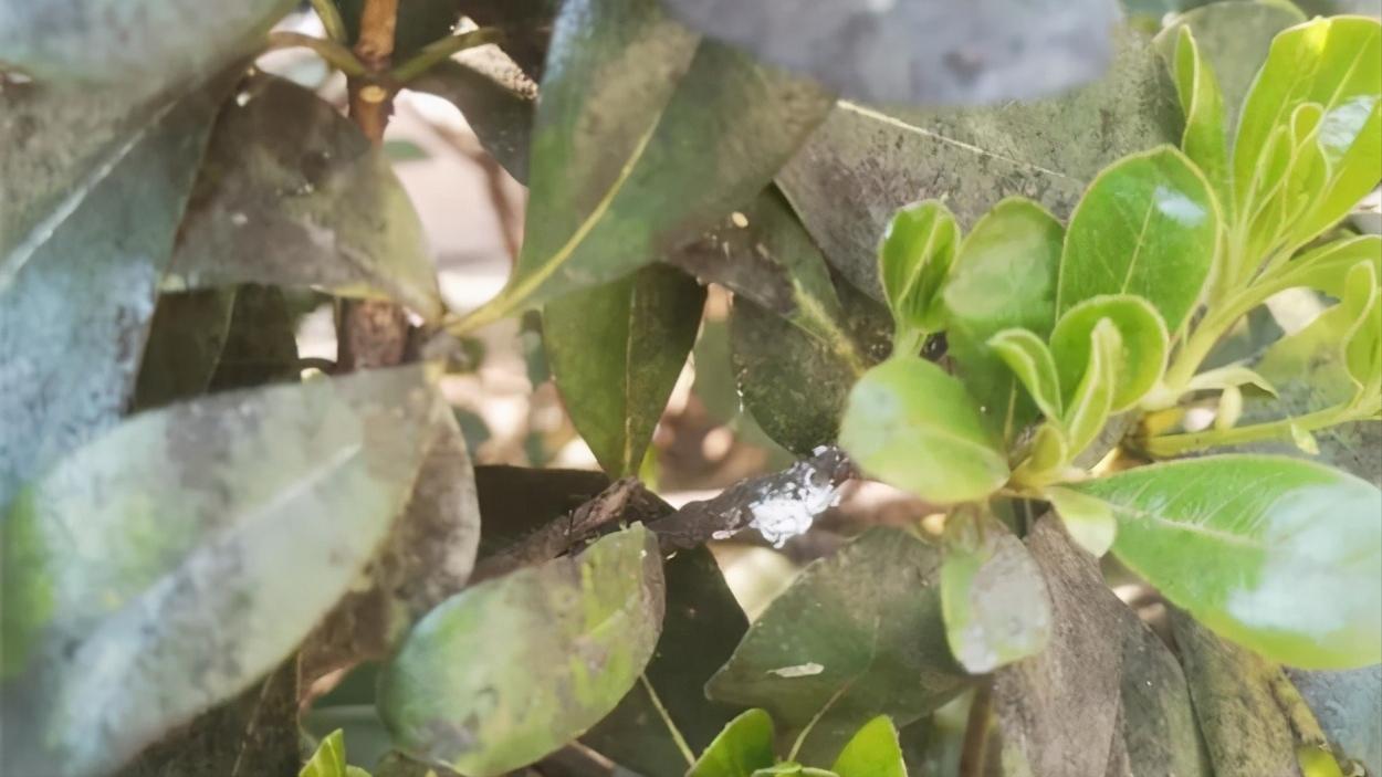 识别介壳虫,怎么判断介壳虫死活