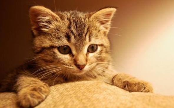 捡到小猫该如何喂养它,捡到小猫应该怎么照顾