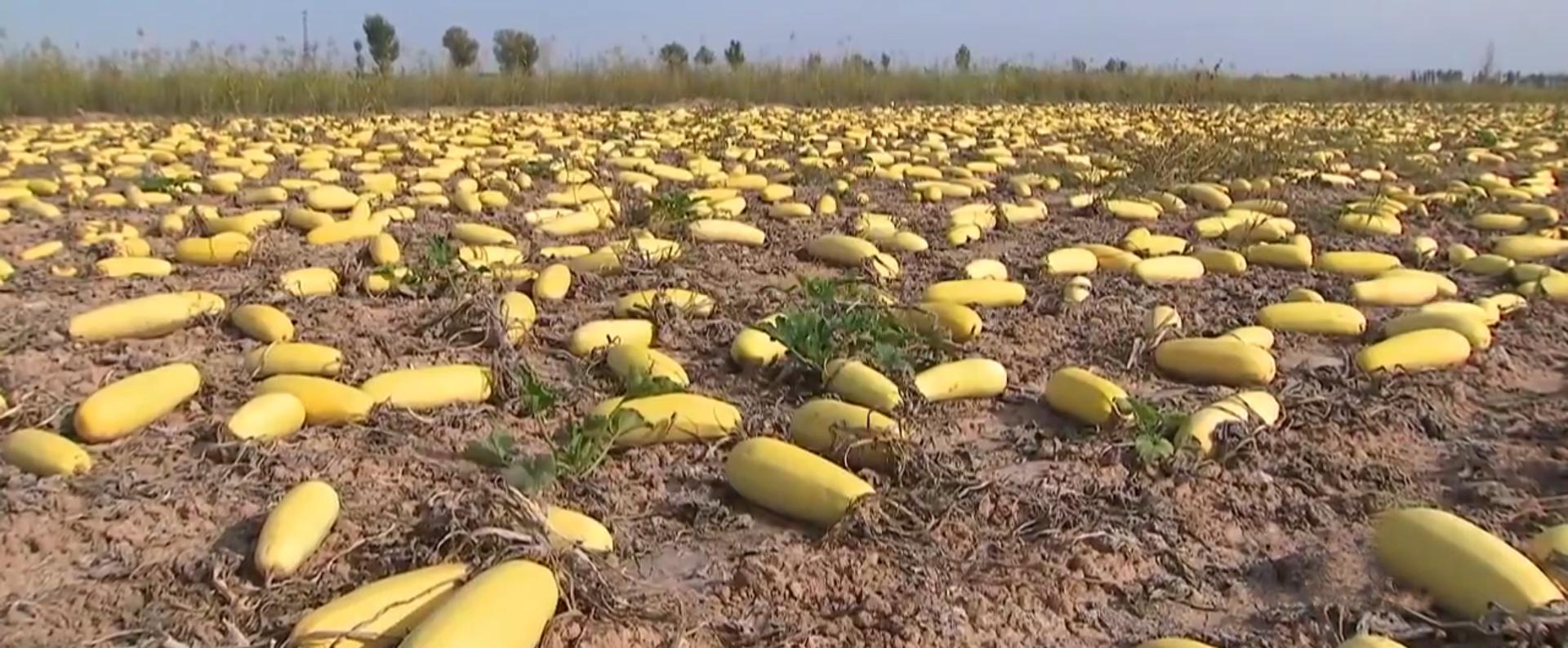 黑龙江西葫芦种植,农民种植西葫芦亩收入