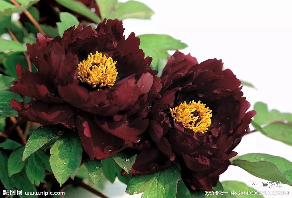 欧阳修袁枚,韩愈袁枚和欧阳修