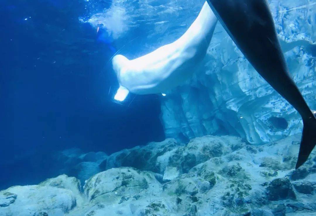 珠海长隆海洋王国附近住宿攻略,珠海长隆海洋王国三人住两天一夜