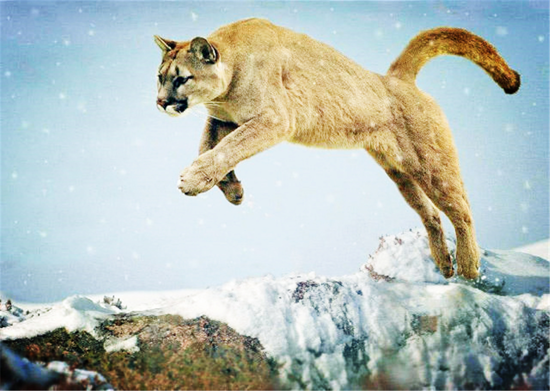 残暴狮母狮,残暴狮打得过原始狮吗