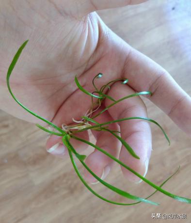 水草造景前景草,岚岸鱼缸造景图