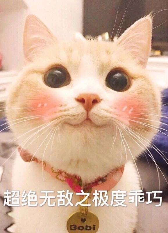 猫咪在电饭煲上拉臭臭，差点把铲屎官气晕在厕所