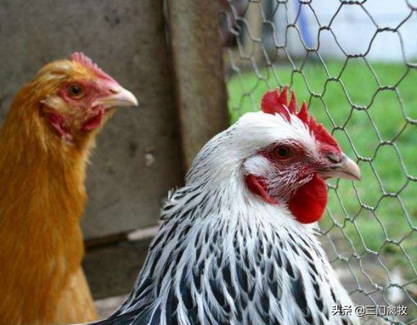 鸡痘疫苗1毫升能刺多少只鸡,鸡痘疫苗可以跟什么疫苗同时做