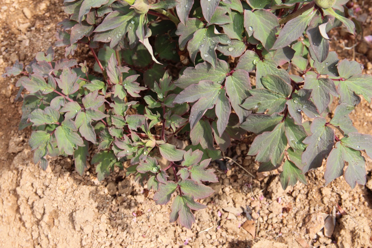 煤炭球怎么养花,烧完的废煤球可以养花吗