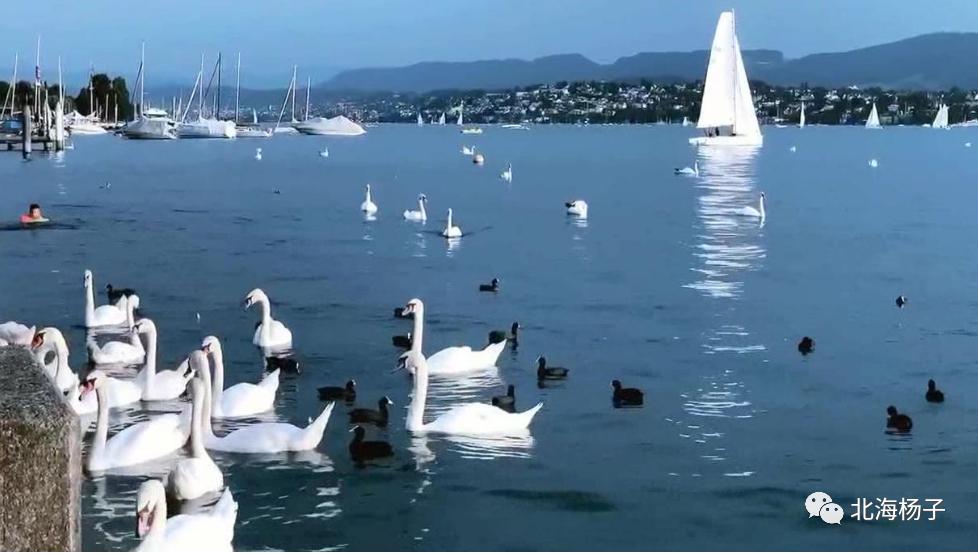 中国气候宜居城市2021,2021亚洲最宜居城市