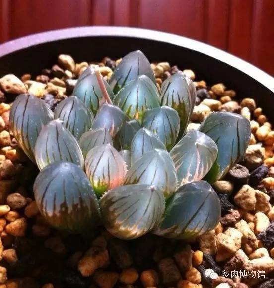 多肉用什么土长得快怎么配土,新手养多肉怎么配土最好