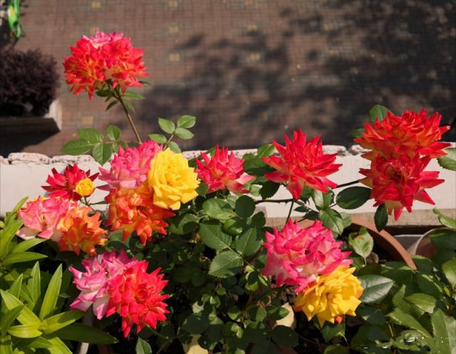 养花大全100种植物,养花100种