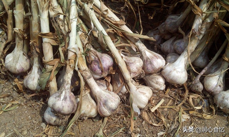 哪个地方产的大蒜最好最好吃,国内最好吃的大蒜