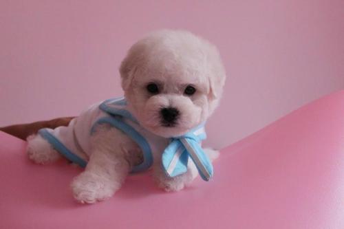 比熊以前没泪痕现在有怎么回事,比熊泪痕严重怎么解决