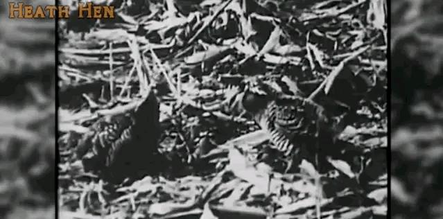 被西方殖民者杀到灭绝的动物,欧洲殖民者灭绝的动物