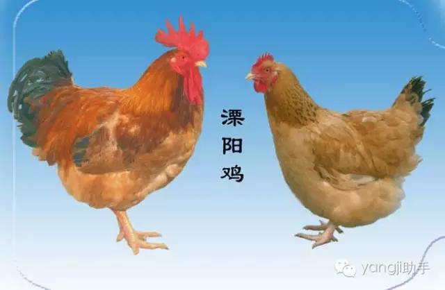 怎么样才能知道土鸡是什么样的,如何知道土鸡缺少什么营养