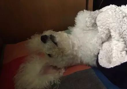 狗狗脚抽筋走路一瘸一拐,狗狗脚抽筋