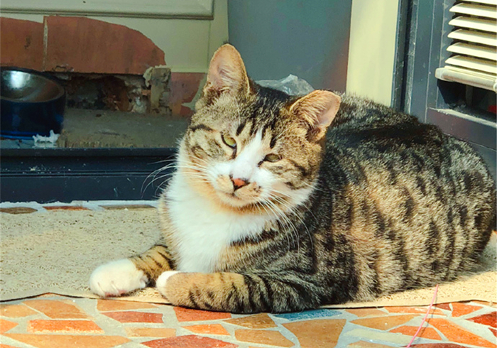 猫咪乱拉乱尿要去绝育吗,猫咪报复你的几个表现