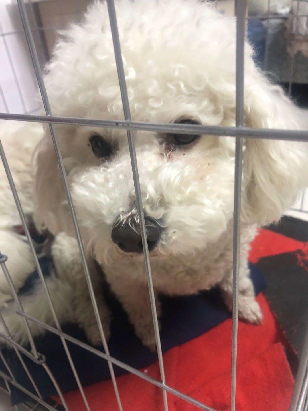 比熊泪痕严重四大办法轻松消除,比熊有泪痕可以滴人的眼药水吗