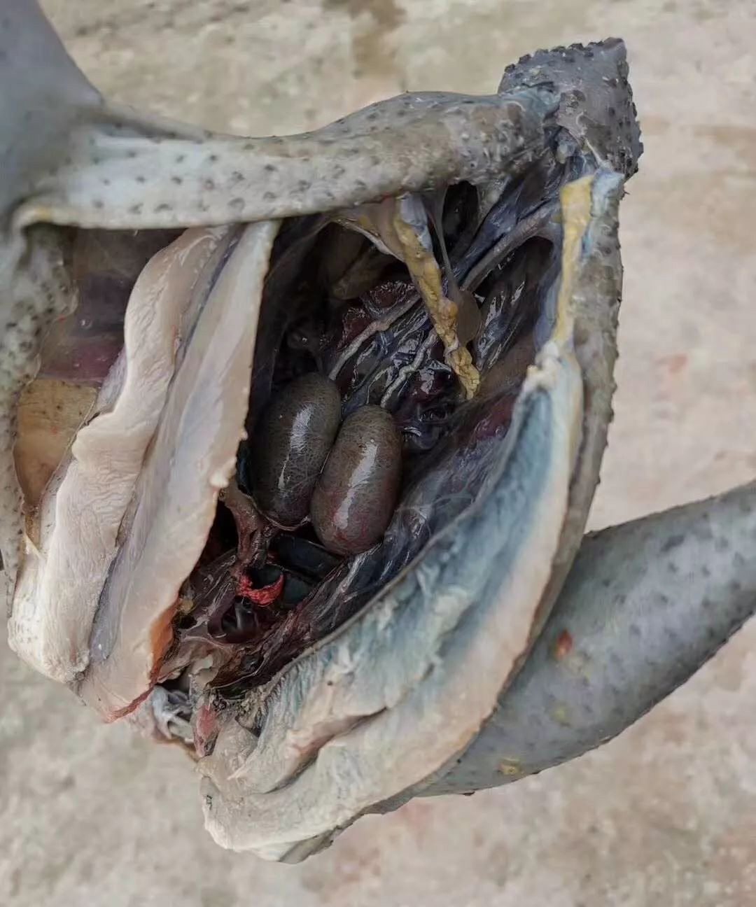 宜昌农村小伙返乡养殖黑鸡,回乡养本地黑鸡的90后小伙