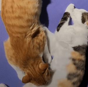 猫真的会把你当妈妈,猫把你当成妈妈是啥样子的