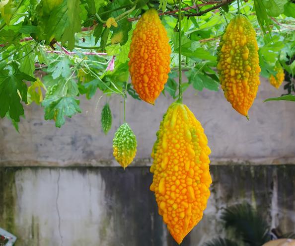 中国本地老品种苦瓜,苦瓜的新品种