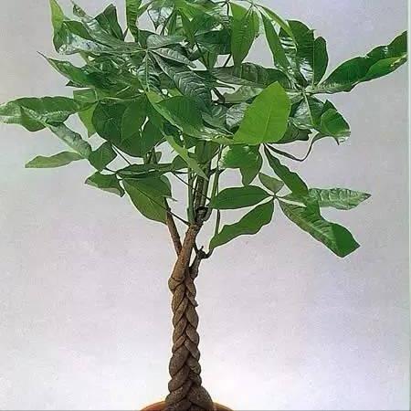 有招财守财寓意的花,招财纳财的花