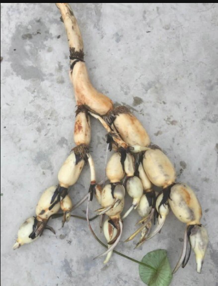 怎样挑选莲藕才能挑得好,莲藕是怎么选的