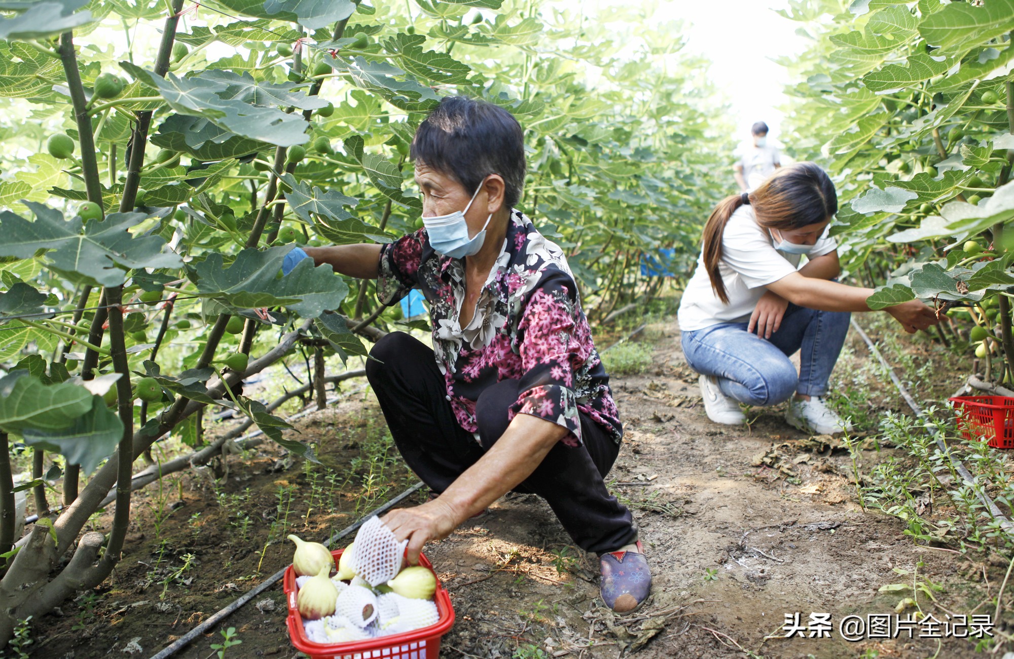 山西无花果采摘园,威县无花果采摘园