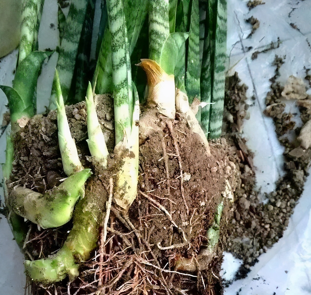 虎皮兰不浇水也烂怎么回事,虎皮兰不爱长