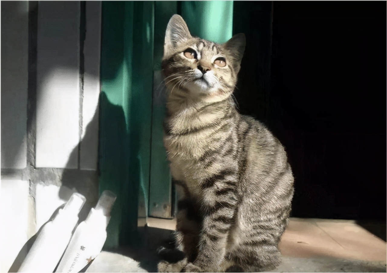 养猫首选这5种,养猫首选品种