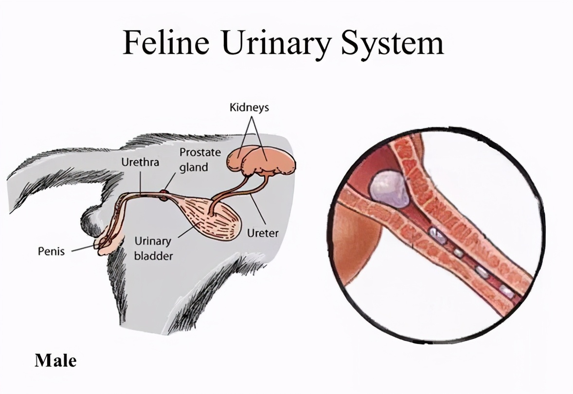 瀹犵埍鍥介檯鍔ㄧ墿鍖婚櫌闄㈣,瀹犵埍鍥介檯鍔ㄧ墿鍖婚櫌浣撳唴椹辫櫕
