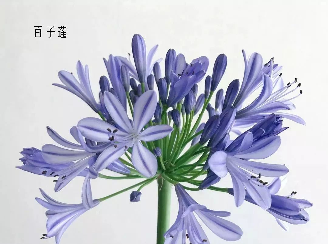 花店里同款的两种不同价格的花材,花店最容易被顾客误解的几种花材