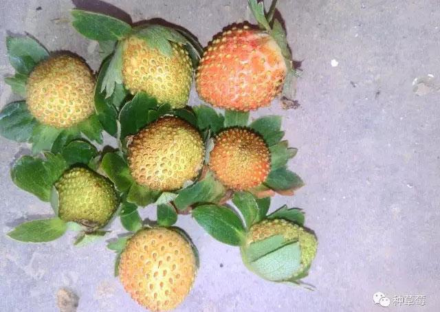 草莓打药后出现僵果怎么办,草莓控旺严重造成僵果怎么办