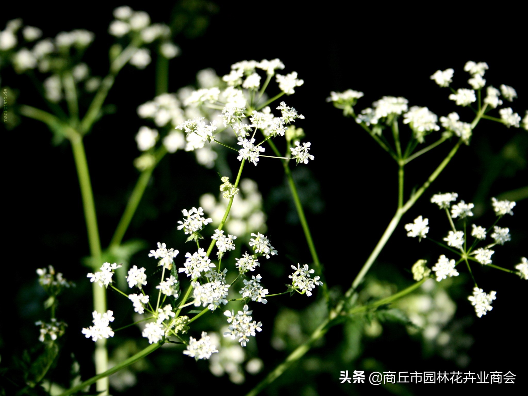 花萎蔫之后怎么处理掉,花卉枯萎病怎么治疗