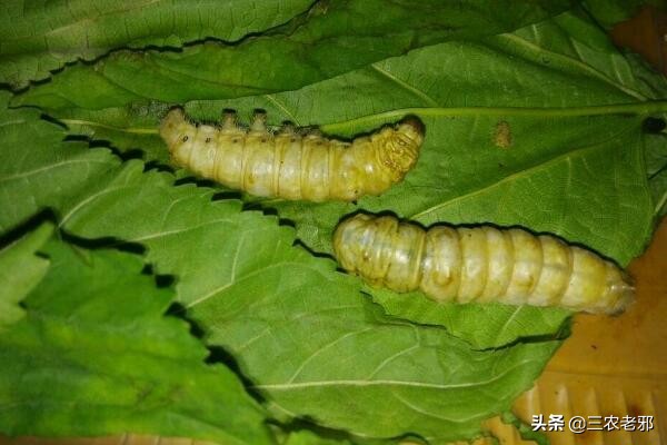 蚕得了白僵病是怎么回事,蚕的白僵病怎么养