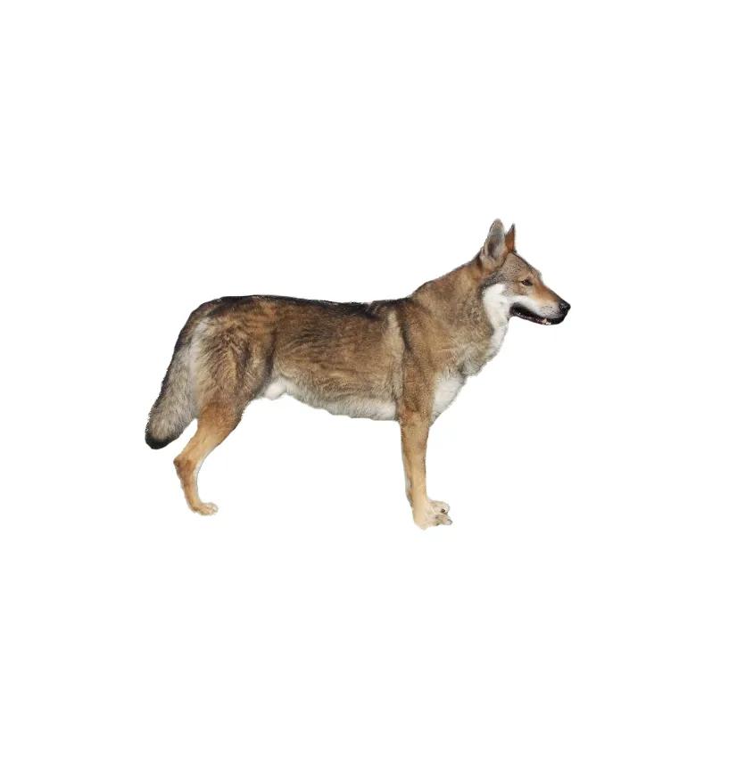 滨州48种烈性犬标准,滨州烈性犬最新规定