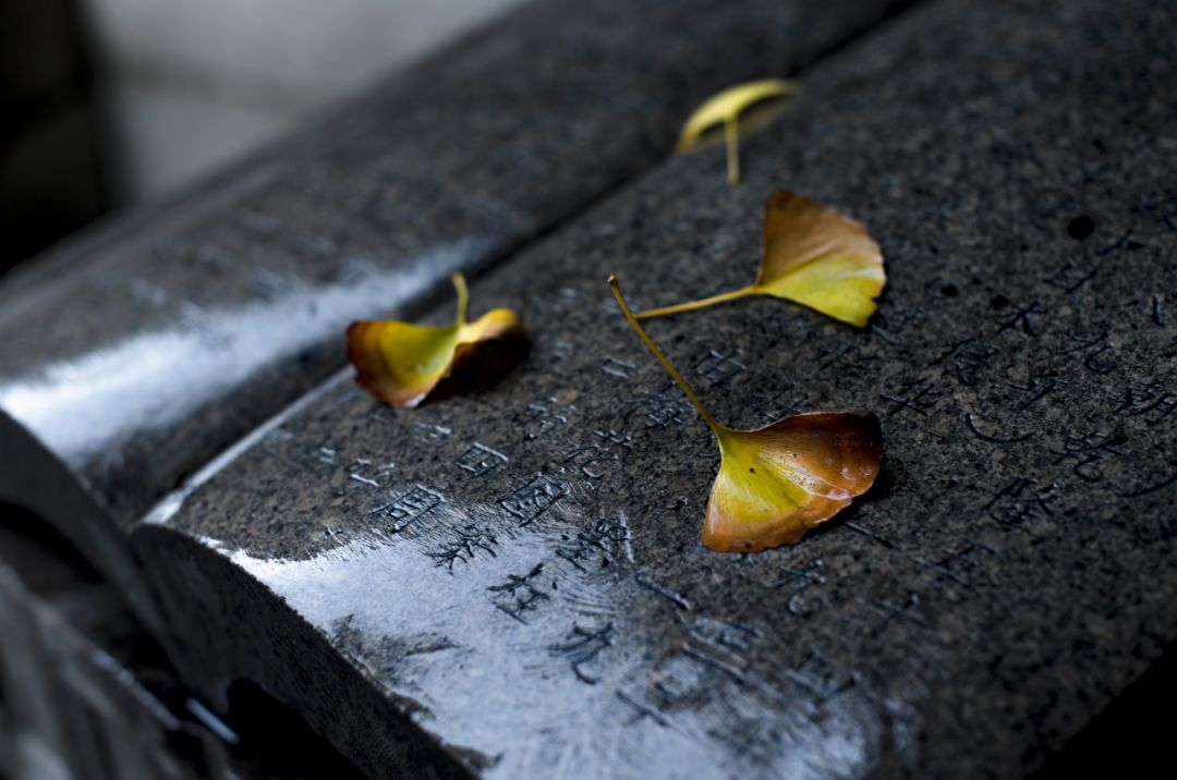 上海银杏叶打卡的地方,上海周边哪里有银杏叶
