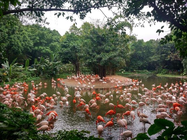 广州长隆野生动物世界二日游,广州长隆野生动物世界步行游览区
