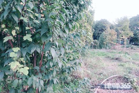 土地使用权到期后如何处理,土地使用权到期了怎么解决呢