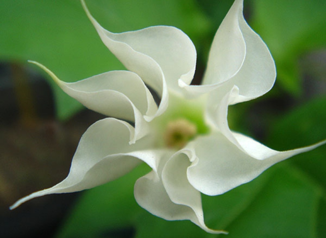 鎴峰涓嶈兘瑙︾鐨勬瘨鑺辨湁鍝簺,鍝簺姣掕姳涓嶈兘瑙︾