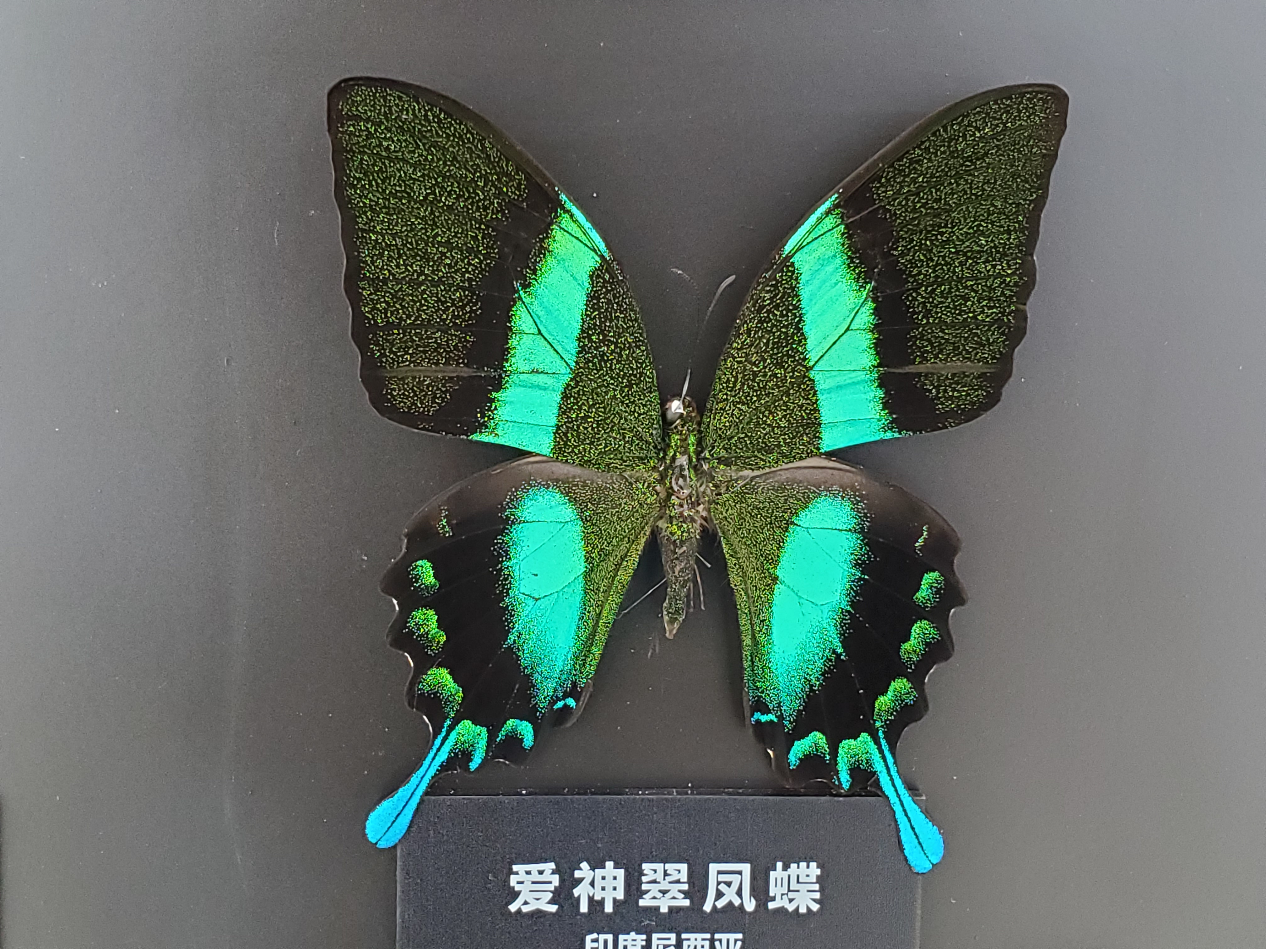 深圳平安金融中心,深圳平安金融中心云际观光层门票