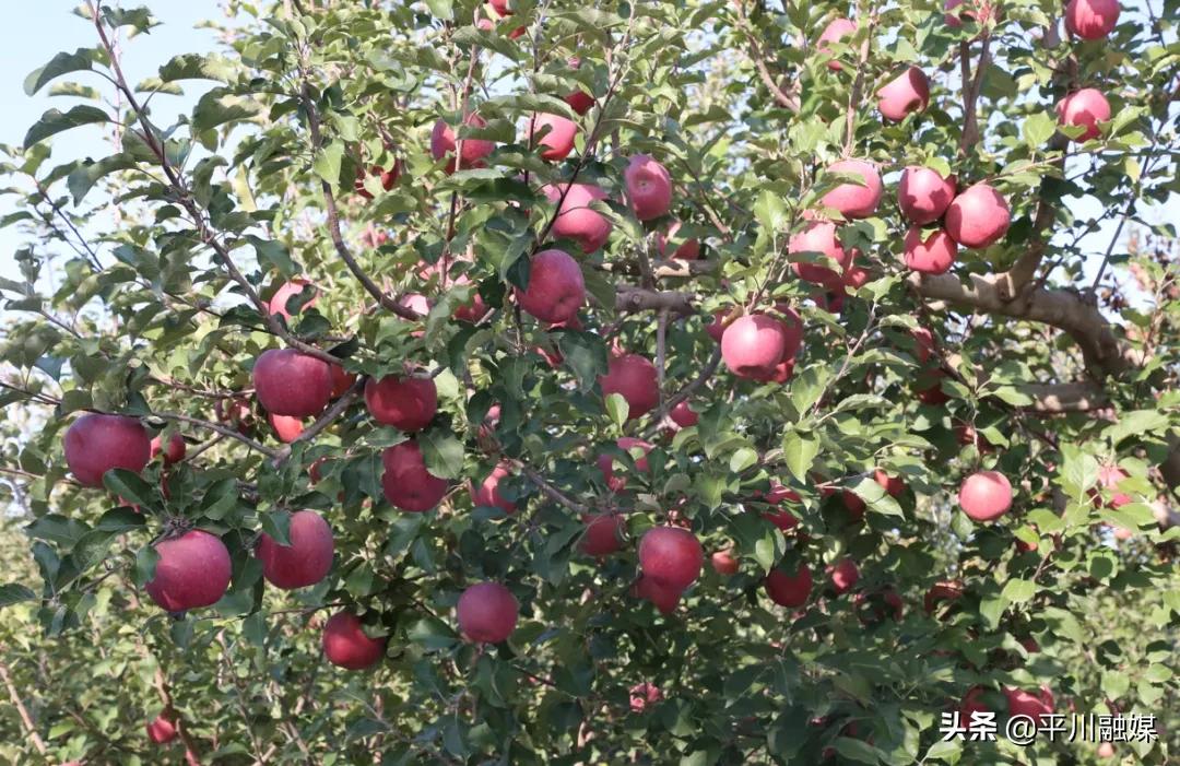 又香又脆又甜的苹果,好吃的苹果又脆又甜青苹果