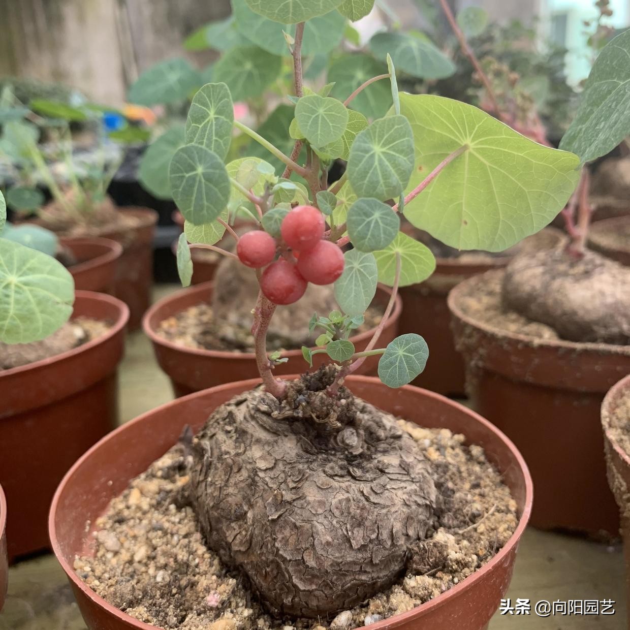 山乌龟养几年开花,养乌龟跟绿萝